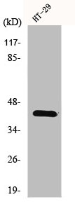 LPAR5 Antibody