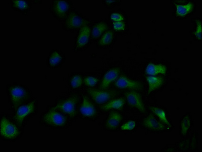 LPAR5 Antibody