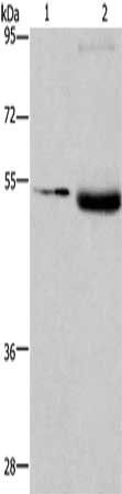 LPCAT4 antibody