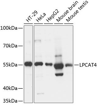 LPCAT4 antibody