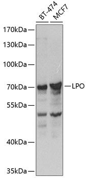 LPO antibody