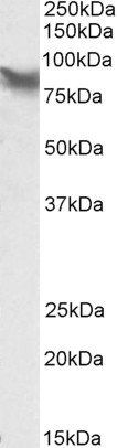 Goat anti-LPP Antibody