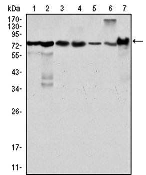 LPP Antibody