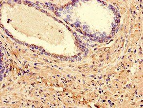 LPXN Antibody