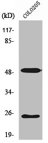 LRAT antibody