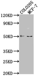 LRAT antibody