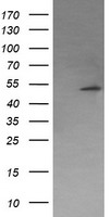 LRATD2 antibody