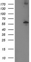 LRATD2 Antibody