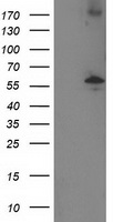 LRATD2 antibody