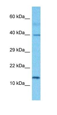 LRC20 antibody