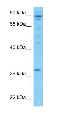 LRC52 antibody