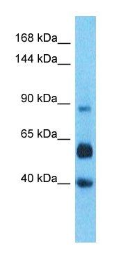 LRC66 antibody