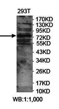LRCH3 Rabbit Polyclonal Antibody