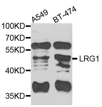 LRG1 antibody