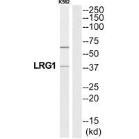 LRG1 Antibody
