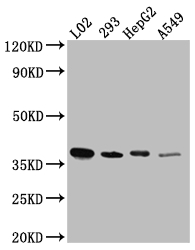 LRG1 Recombinant Monoclonal Antibody