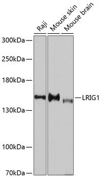 LRIG1 antibody