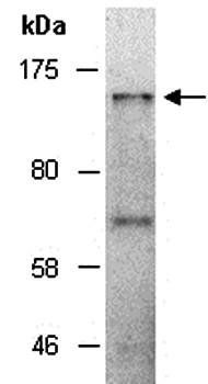 LRIG1 (N) Antibody, Rabbit Polyclonal