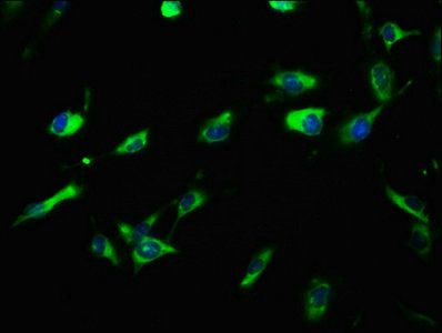 LRIG3 Antibody