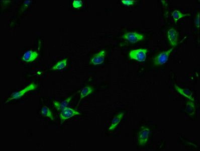 LRIG3 antibody