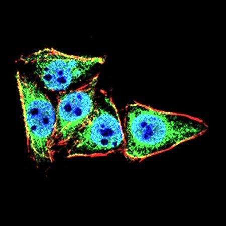 LRP1 Antibody