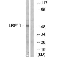 LRP11 antibody