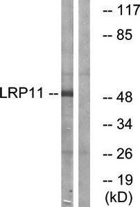 LRP11 antibody