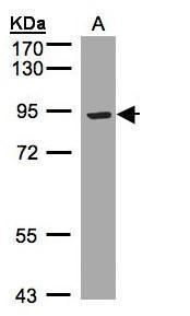 LRP12 antibody [C3], C-term