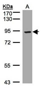 low density lipoprotein-related protein 12 isoform a precursor antibody