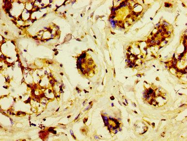 LRP2 Antibody