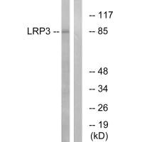 LRP3 antibody