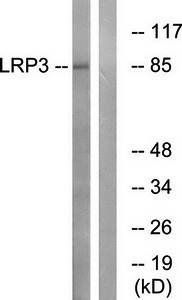 LRP3 antibody