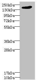 LRP4 antibody