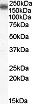 Goat anti-LRP4 / LRP10 Antibody