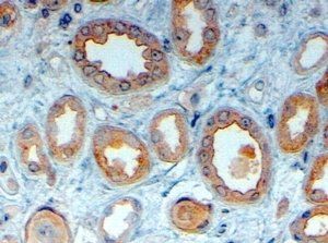 Goat anti-LRP6 Antibody