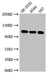 LRP8 antibody