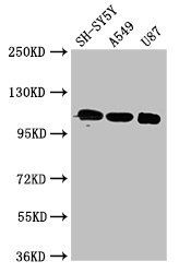 LRP8 Antibody