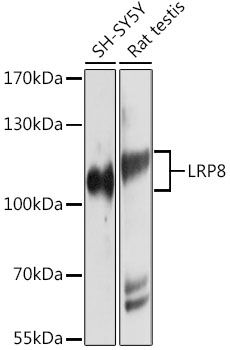 LRP8 antibody