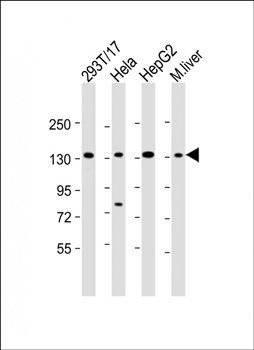 LRPPRC antibody