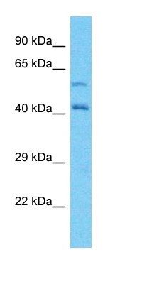 LRRC1 antibody