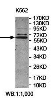 LRRC15 antibody