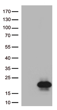 LRRC25 antibody