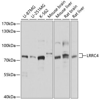 LRRC4 antibody