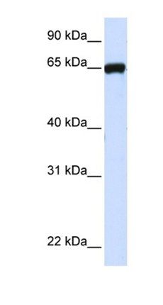 LRRC4C antibody