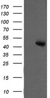 LRRC50 (DNAAF1) antibody