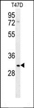 LRRC52 antibody