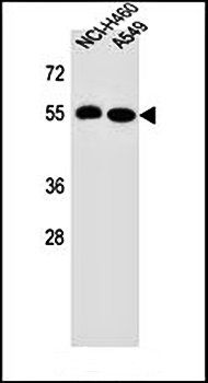 LRRC6 antibody