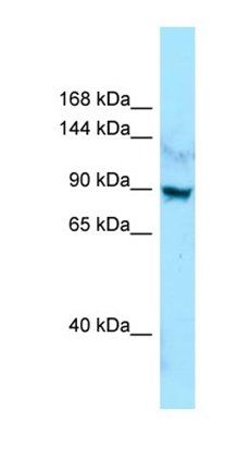 LRRC7 antibody