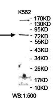 LRRIQ3 antibody