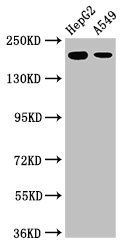 LRRK1 Antibody